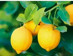 Lemon Fresh 1kg
